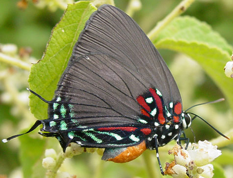 Atlides carpasia