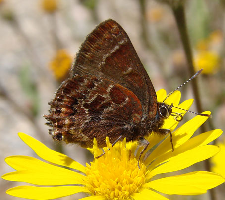 Guatemalan Hairstreak