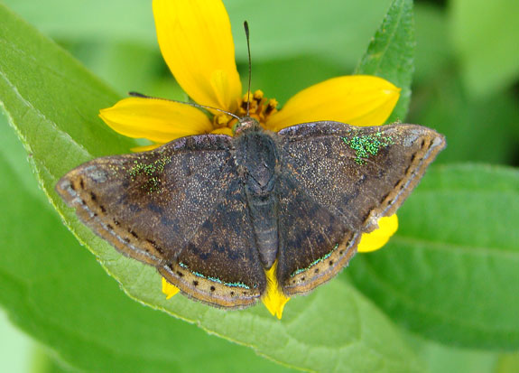 caria domitianus