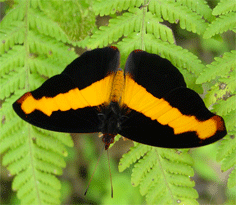 Guatemalan Catone