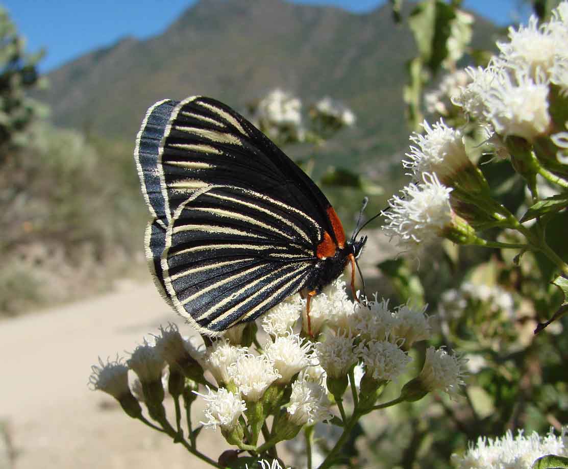 White-rayed patch