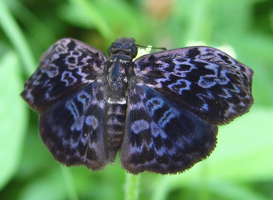 Aztec Bentwing