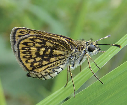 Dardarina dardaris