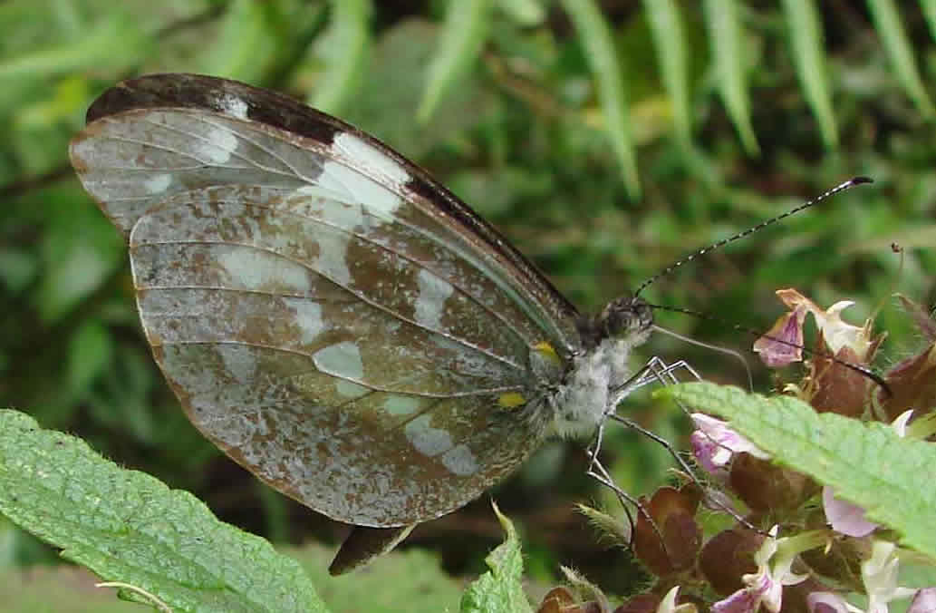 Cloudforest Mimic-White