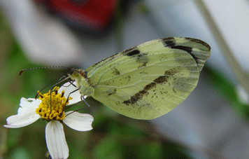Bold Mimic-White