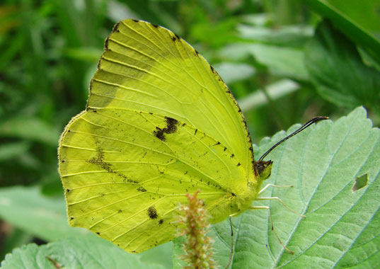Scarce Yellow