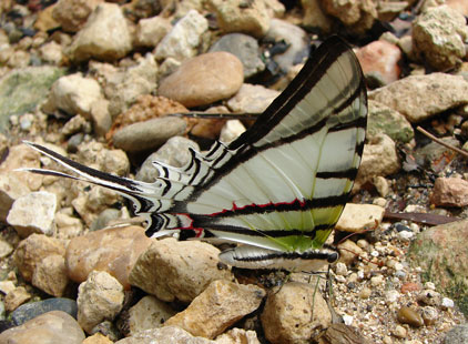 Bow-lined Kite-Swallowtail