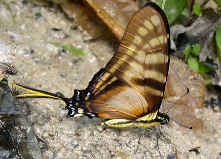 Orange Kite-Swallowtail