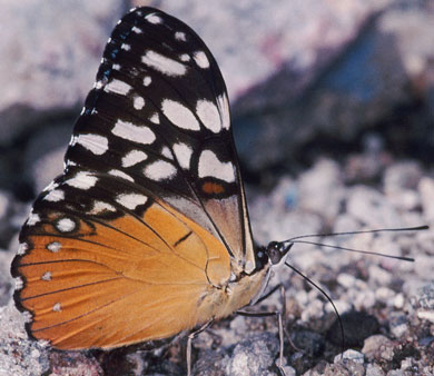 Hamadryas fornax