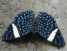 Starry Cracker female