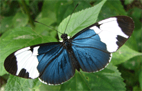Blue-and-white Heliconian