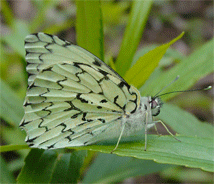 Black-pointed Tile-White