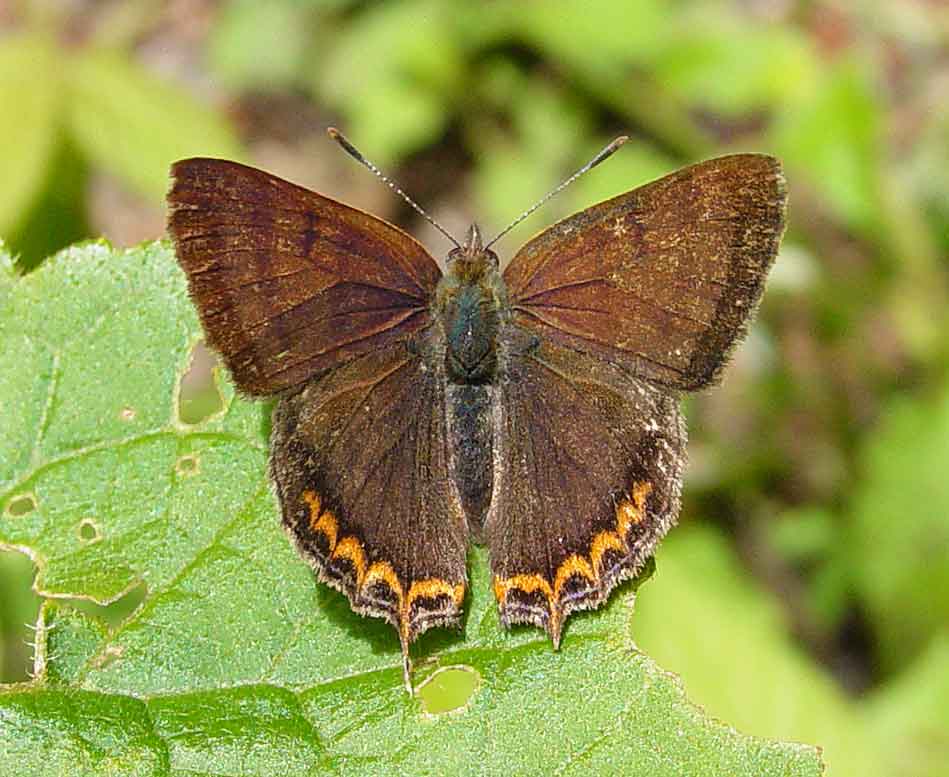 Guatemalan Copper