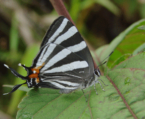 Mexican Elstreak