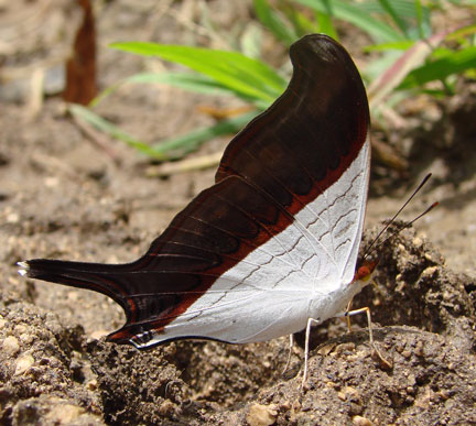 Waiter Daggerwing