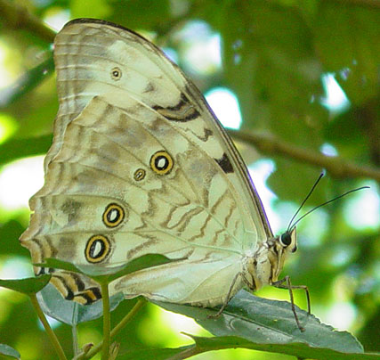 Morpho polyphemus