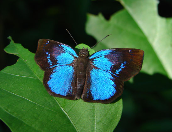 Brilliant Blue-Skipper