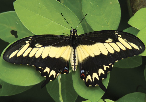 Papilio astyalus