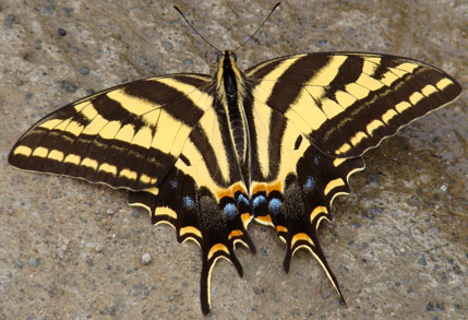 Papilio pilumnus