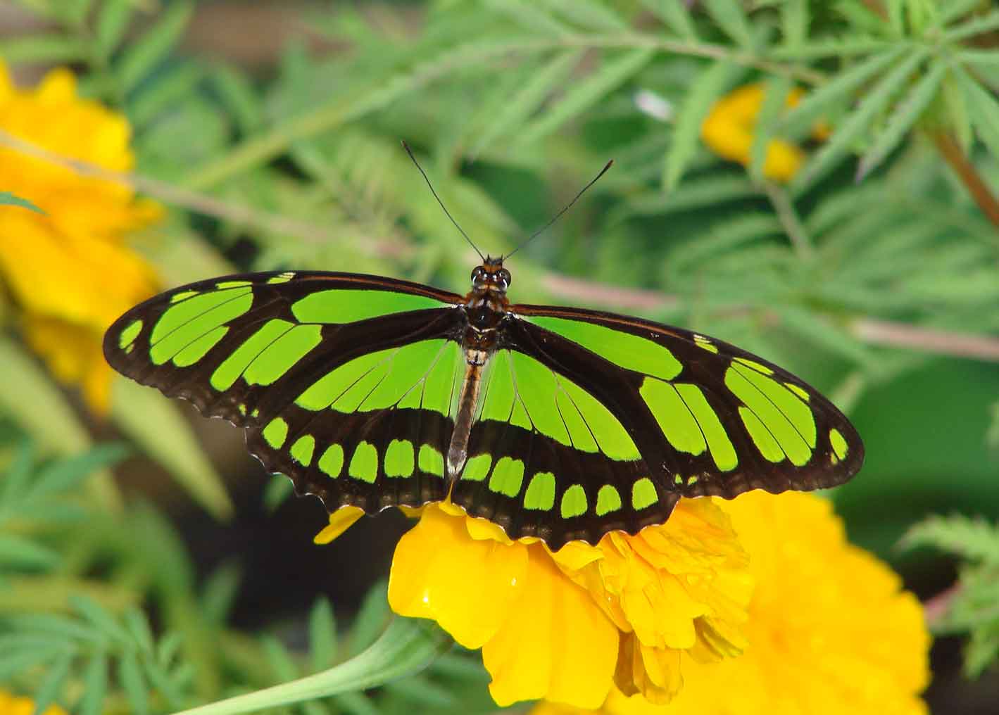 Green Heliconian