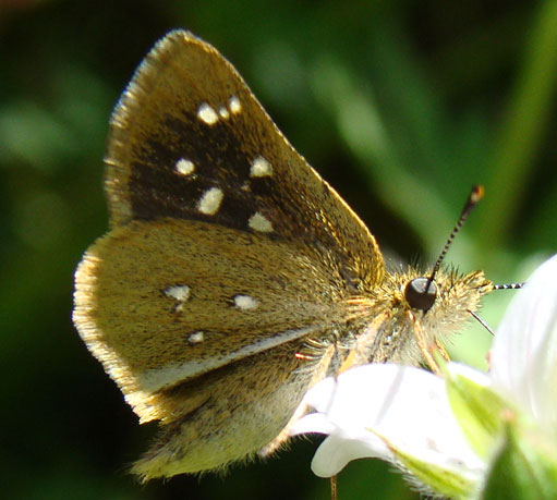 Piruna ceracates