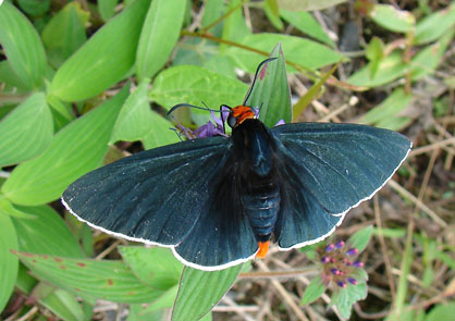 Red-headed Firetip