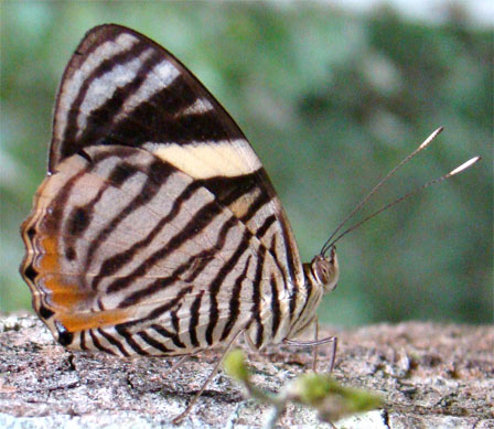 Tiger Beauty