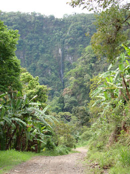 Veracruz forest
