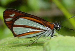 Silvery Fantastic-Skipper