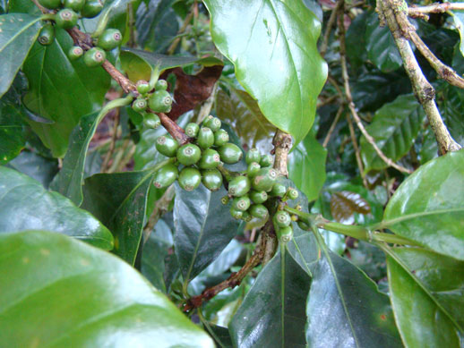 coffee beans, Veracruz
