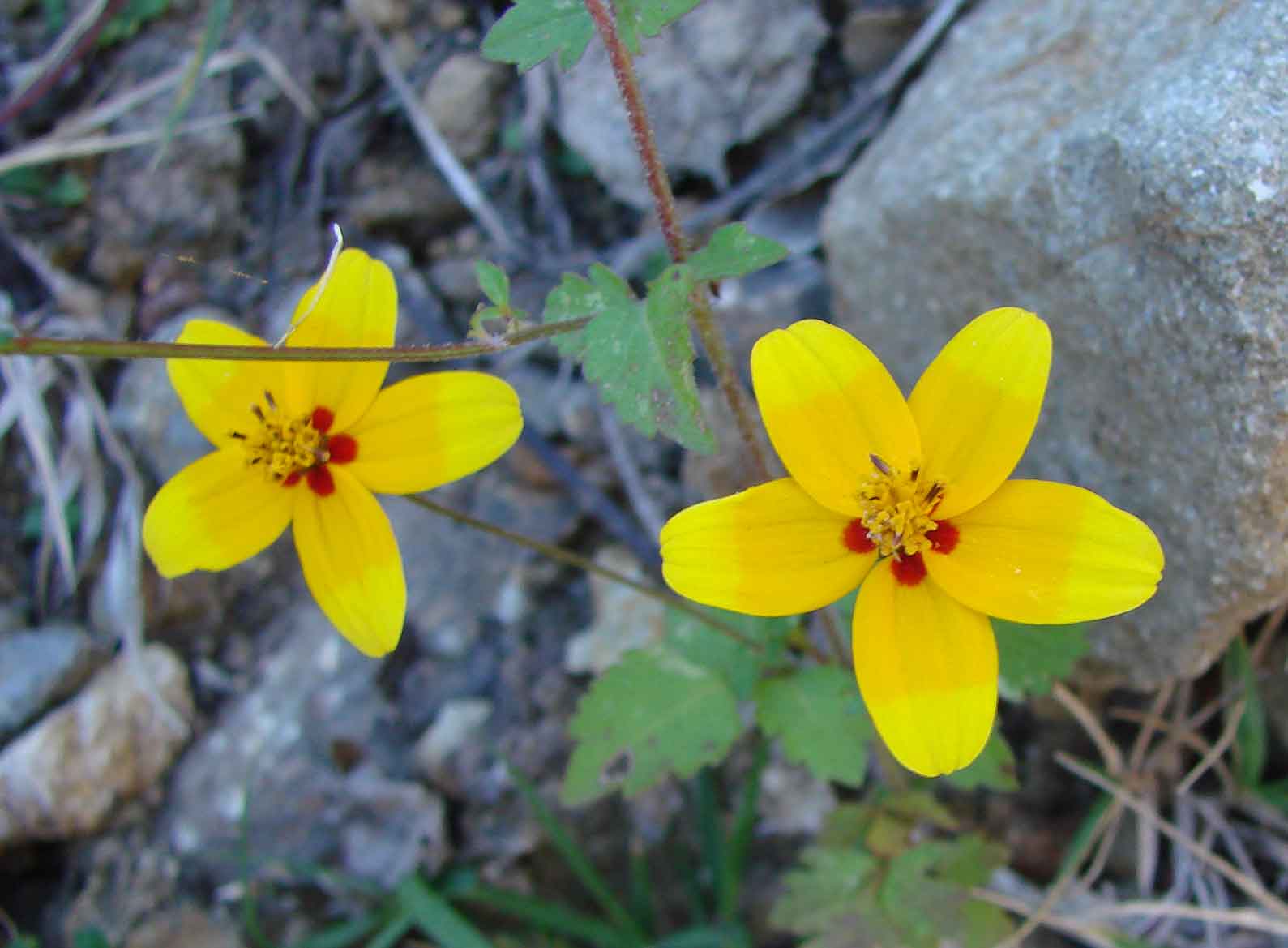 flowers above Teotitlan, Oaxaca