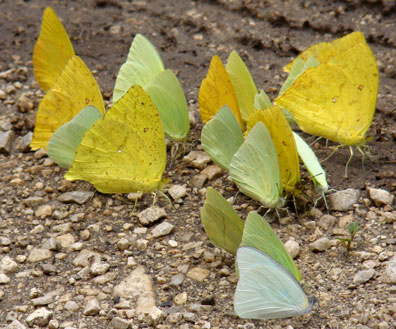 puddling sulphurs