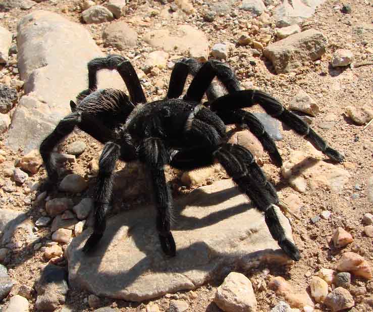 tarantula near Tuxtepec, Oaxaca